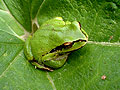 Pacific tree frog