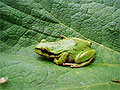 Pacific tree frog