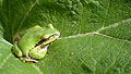 Pacific tree frog