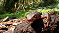rough skinned newt
