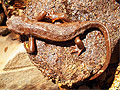 Rough Skinned Newt