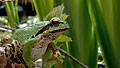Pacific tree frog