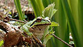 Pacific tree frog