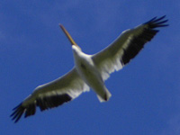American White Pelican