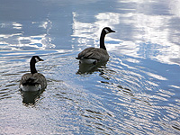 Canadian Geese
