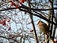 Cedar Waxwing