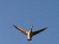 Canadian Goose