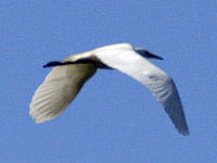 Great Egret
