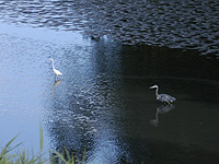 Great Egret and Great Blue Heron