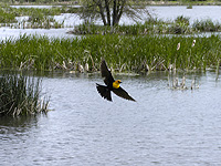Yellow-headed Blackbird