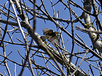 Yellow-rumped Warbler