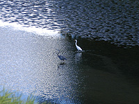 Great Egret and Great Blue Heron