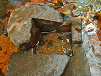 detail of cover - Freshwater snails (Pleuroceridae: Juga)