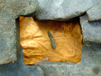 (Eupithecia sabulosata)