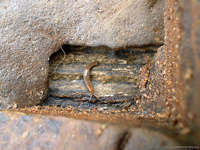 European red slug (Arion rufus)