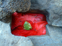 Pacific Tree Frog