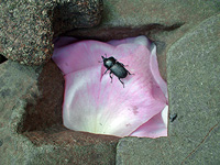 Rhino Beetle