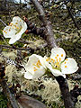 blossom.jpg