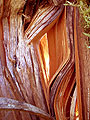 crackedTree2.jpg