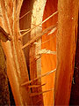 crackedTree3.jpg