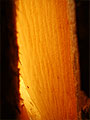 crackedTree5.jpg