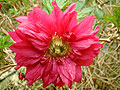 flower2.jpg