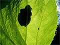 frog-leaf3.jpg