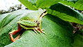 frog-leaf6.jpg