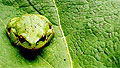 frog-leaf7.jpg