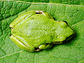 frog-leaf8.jpg