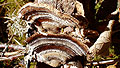 fungus.jpg