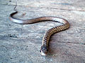 gopherSnake.jpg