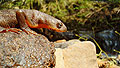 newt3.jpg
