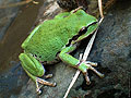 treeFrog.jpg