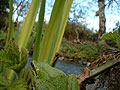 treeFrogPOV1.jpg
