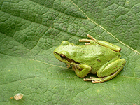Pacific Treefrog