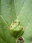 Pacific Treefrog