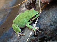 Pacific Treefrogs