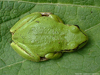 Pacific Treefrog