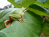 Pacific Treefrog