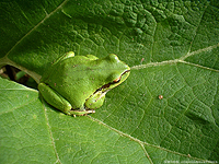 Pacific Treefrog
