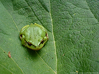 Pacific Treefrog